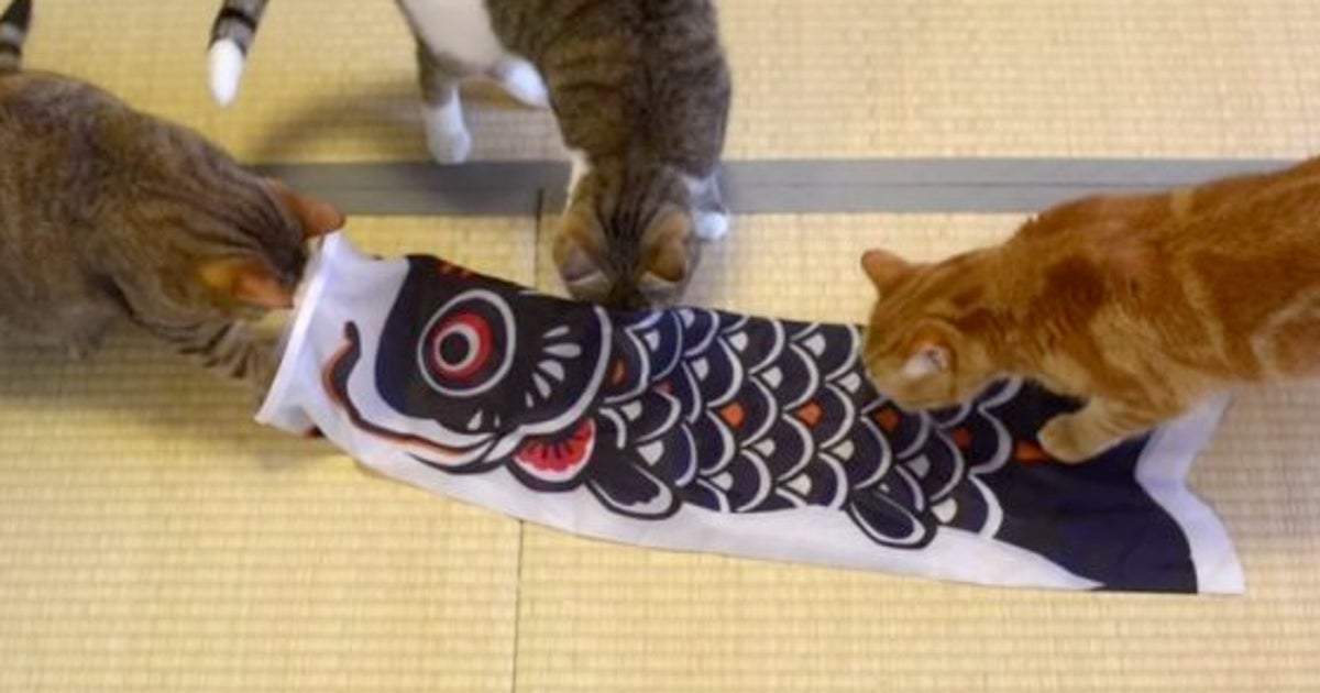 鯉のぼりなぐでねこちゃんチャーム 鯉のぼりなぐでねこちゃんチャーム 鯉のぼり」ならぬ「猫