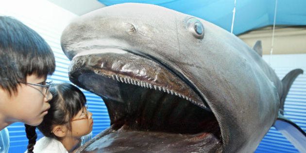 SIZUOKA, JAPAN: Children peer into a stuffed specimen of a 4.2-meter-long megamouth shark at Tokai University Marine Science Museum in Sizuoka, 200km west of Tokyo, 18 August 2004. The unique species of shark is one of only 21 of its type that have been caught since 1976 off Hawaii. The world's first stuffed megamouth, which was caught 07 August 2003 near Shizuoka, is on display until 31 August at the museum. AFP PHOTO/Toru YAMANAKA (Photo credit should read TORU YAMANAKA/AFP/Getty Images)