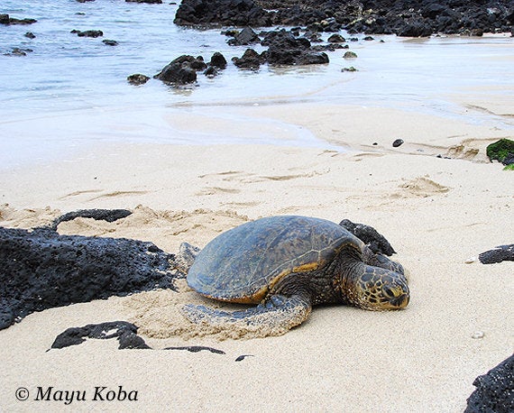 ハワイ島はウミガメ天国 ウミガメと泳げるビーチ ハフポスト Life