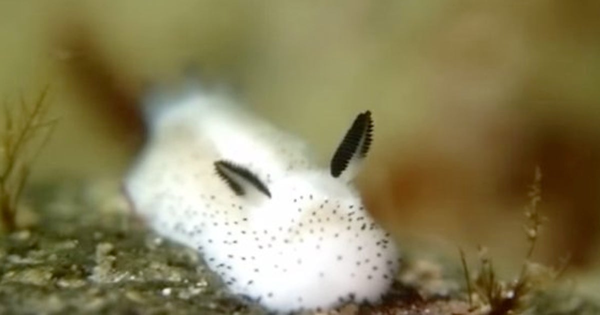 なんだこの日本のかわいい生き物は 海のウサギ に海外から16万いいね 集まる ハフポスト