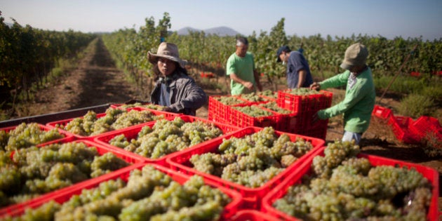 GOLAN HEIGHTS - SEPTEMBER 02: (ISRAEL OUT) Israelis and Thai workers lift Crates of Viognier grapes at Ortal vineyard on September 2 2013 in the Israeli-annexed Golan Heights. Ortal's vineyard was planted in 1983 at he snow line, 900 meters above sea level in the heart of the Golan Heights wine-making area. The grapes grown in the vineyard include Cabernet Sauvignon, Merlot, Syrah, Viognier, Cabernet Frank, Petite Verdot, Cabernet Blane and Roussanne. (Photo by Lior Mizrahi/Getty Images)