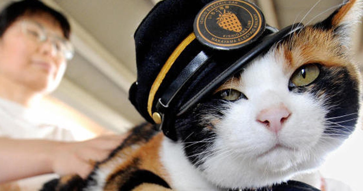 亡くなった三毛猫 たま駅長 天国行きの電車に乗車いたしましたにゃんご ハフポスト 亡くなった三毛猫 たま駅長 天国行きの電車に乗車いたしましたにゃんご ハフポスト
