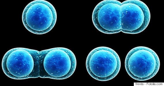 幹細胞とは何か 1 体細胞と生殖細胞との違い ハフポスト