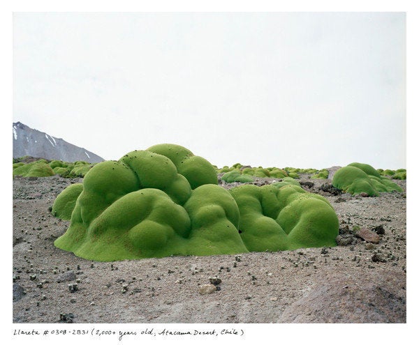 世界最高齢の植物たち 画像集 ハフポスト Life