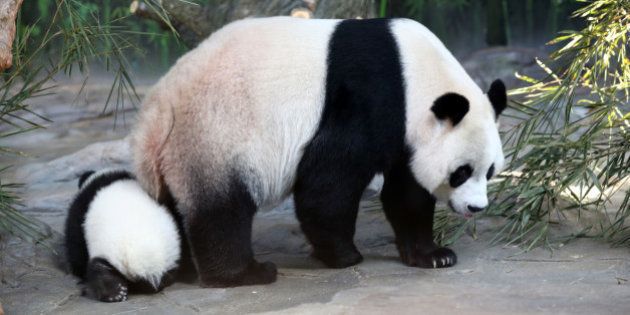 FOSHAN, CHINA - DECEMBER 09: (CHINA OUT) Giant panda Juxiao plays with her cub, one of the panda triplets at Chimelong Safari Park on December 9, 2014 in Foshan, China. The world's only live giant panda triplets (two boys and one girl) started living together with their mother, giant panda Juxiao, after taking turns living with her since their birth at the Chimelong Safari Park on Tuesday. The triplets were born on July 29 and after over 100 days they now all weigh over 8 kg and are doing well. They will stay with their mother and meet with visitors at 13:00 - 15:00 and 16:00 - 18:00 from Tuesday. (Photo by ChinaFotoPress/ChinaFotoPress via Getty Images)
