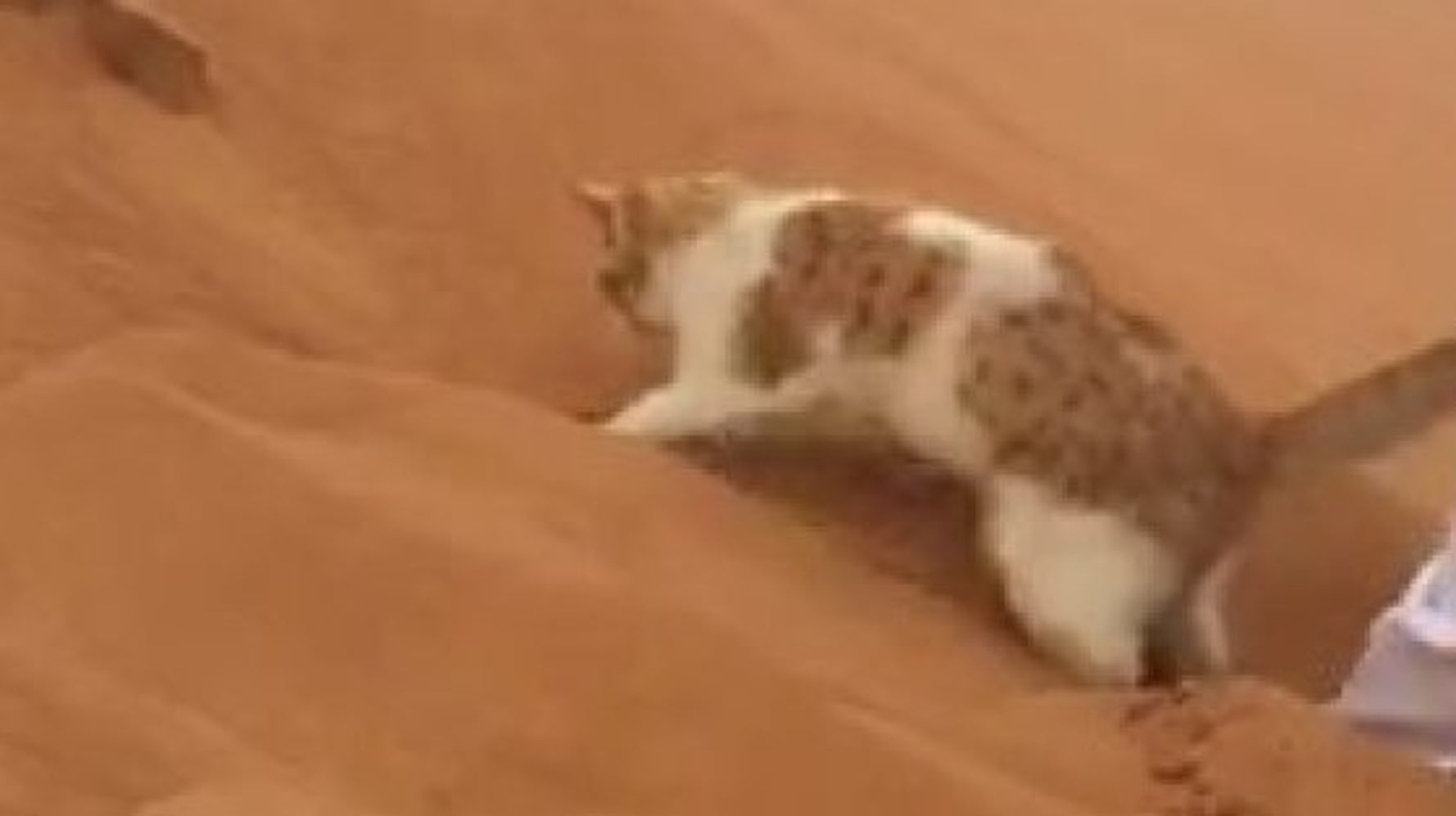 猫が砂漠で穴を掘ろうすると なぜか後ろに落ちていくニャ 動画 ハフポスト Life 猫が砂漠で穴を掘ろうすると なぜか後ろに落ちていくニャ 動画 ハフポスト Life