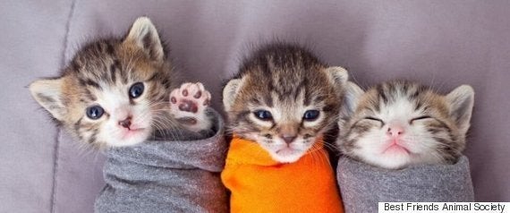 ライオンの子供は こうやって吠える がおー ハフポスト