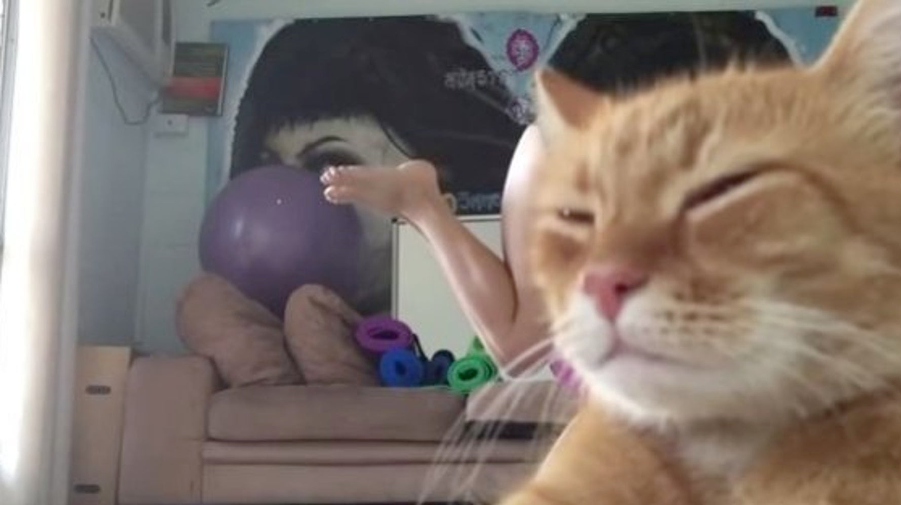 猫 ヨガする女性を完全に無視する 動画 ハフポスト Life