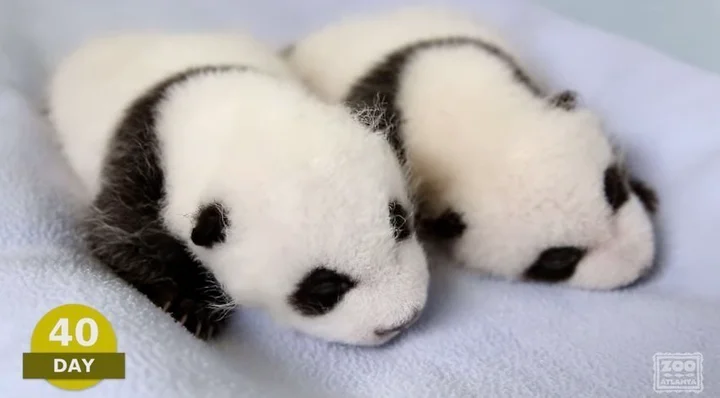 パンダの仲良し赤ちゃんがモフモフになるまで 生後100日間の物語 動画 ハフポスト Life