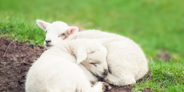 羊を数えてはいけない 寝不足は太る 睡眠学者が教えてくれた 眠り に関する6つの真実 ハフポスト Life