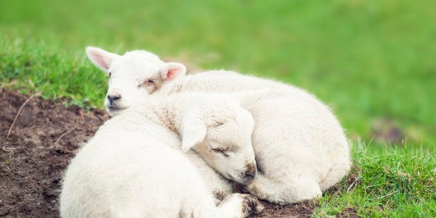 Two tired young lambs curled up and resting together.