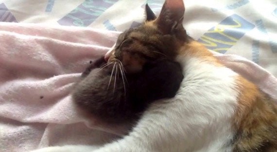 一心同体親猫子猫 子猫を巻いて親猫熟睡 ハフポスト Life