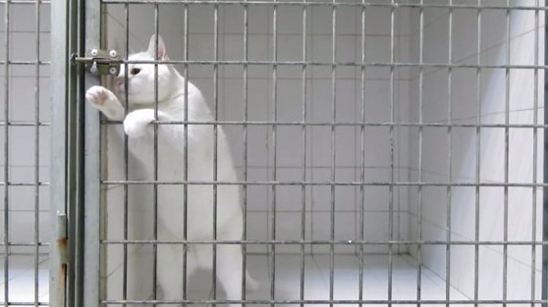 この白猫は、どんな鍵もスイスイ開けて脱走するらしい。（画像