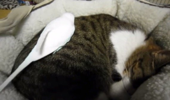 くるりと丸まる眠り猫、インコはそのうえ駆け回る  ハフポスト LIFE