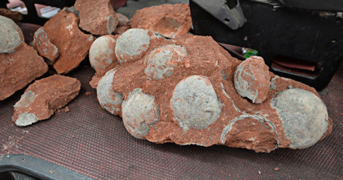 工事現場でまさか。恐竜の卵43個を発見 中国広東省の「恐竜の