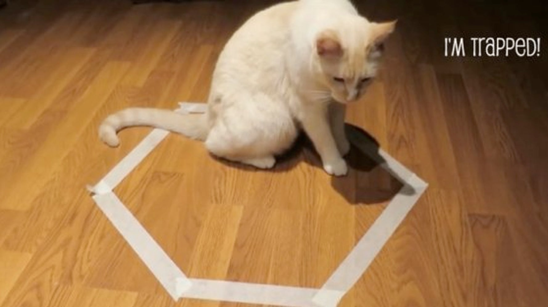 猫転送装置 から出られニャーイ 動画 ハフポスト Life 猫転送装置 から出られニャーイ 動画 ハフポスト Life