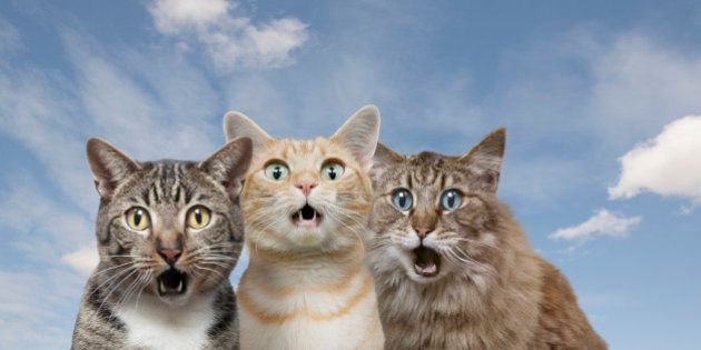Cats with shocked expressions against blue sky