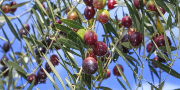 Japan, Shikoku Region, Kagawa Prefecture, Shodoshima-cho, Close-up of olives on tree against sky. (Photo by: JTB/UIG via Getty Images) (Photo by: JTB Photo/UIG via Getty Images)