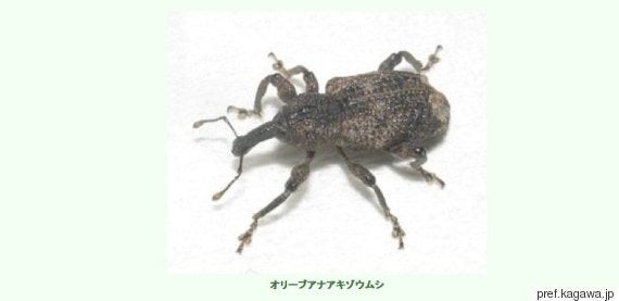 オリーブアナアキゾウムシ が謎すぎると話題に 日本固有種なのに ハフポスト