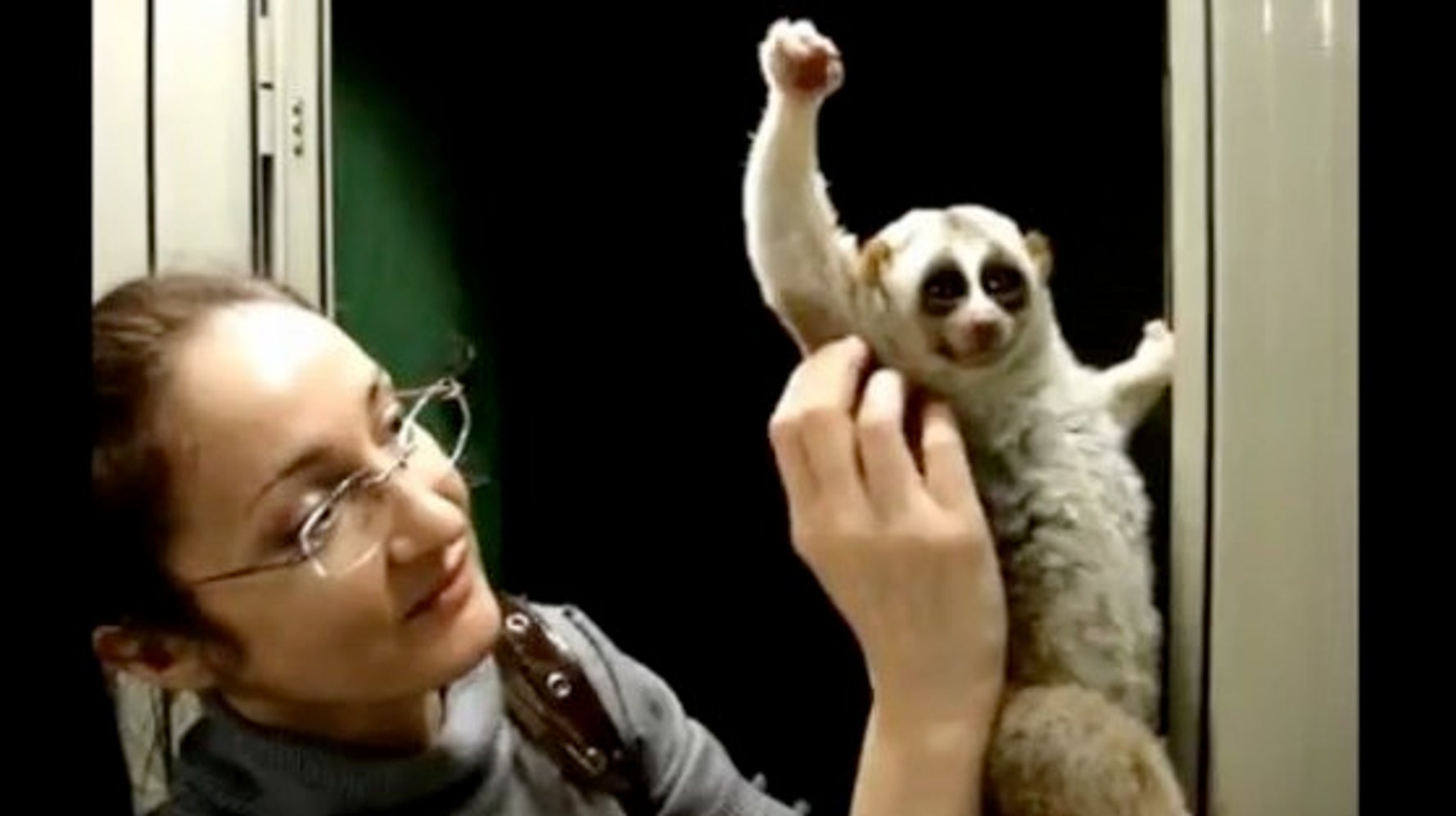 淫夢くんの動画 動物虐待か スローロリスの研究者が警告 ハフポスト News