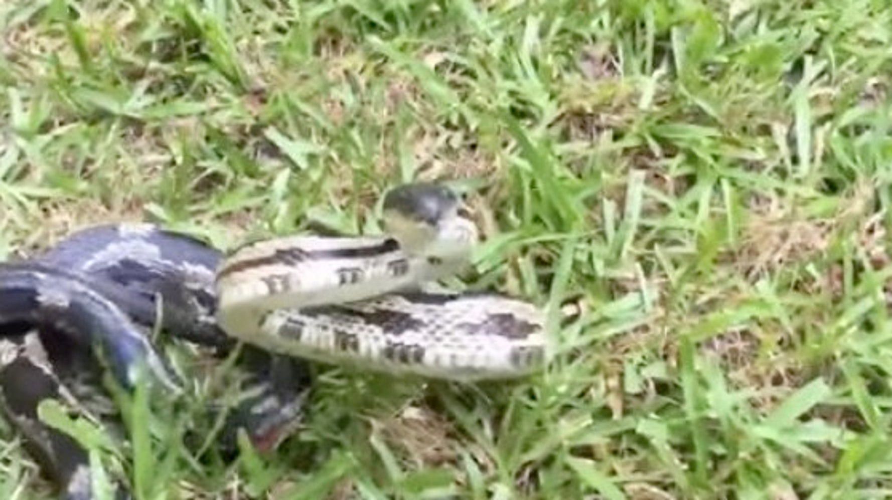 いいか ヘビを怒らせるなよ 絶対に怒らせるなよ 警告動画 ハフポスト News