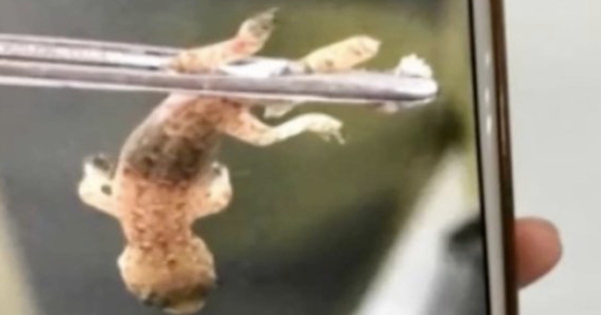 激痛を訴えた男性の耳からトカゲが発見された しかし尻尾が ハフポスト