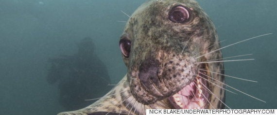 幻の巨大海中生物 クラーケン 南極に出現か Google Earth で発見される 画像 ハフポスト