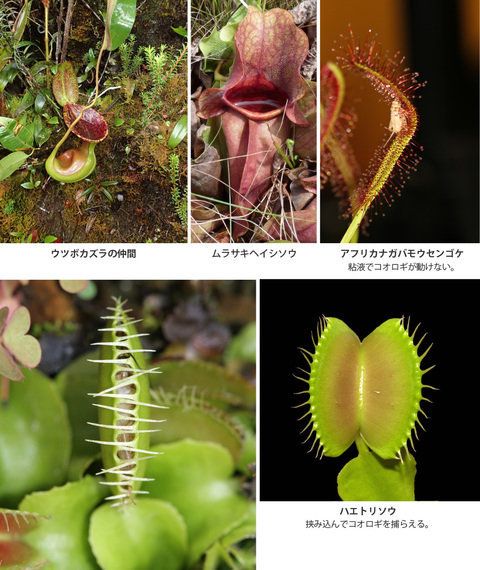 綺麗なモウセンゴケ 花粉症 すべての美しい花の画像