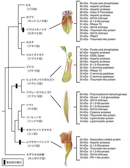食虫植物の進化がゲノム解読から明らかに ハフポスト News