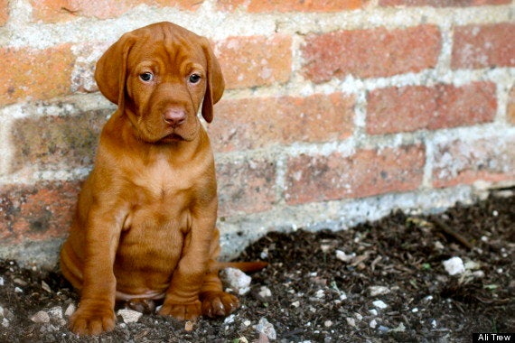 Resultado de imagen para 犬 vizsla