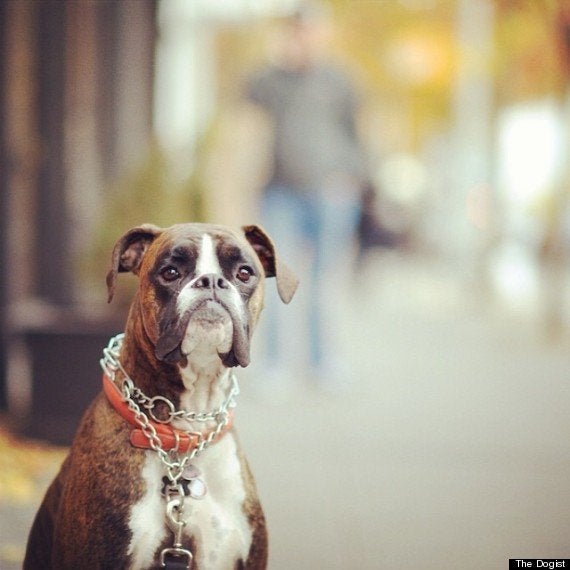 街角で見かけたおしゃれな犬たちの写真集 ハフポスト Life