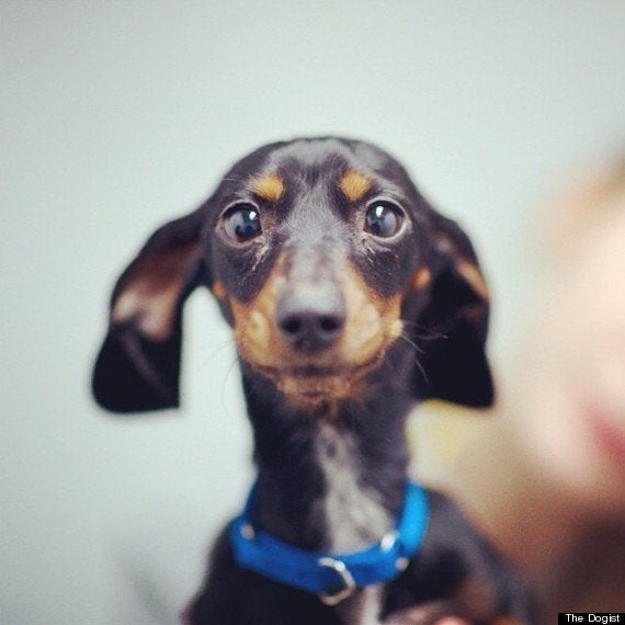 街角で見かけたおしゃれな犬たちの写真集 ハフポスト Life