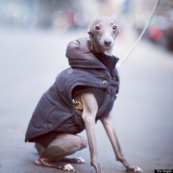 街角で見かけたおしゃれな犬たちの写真集 ハフポスト Life