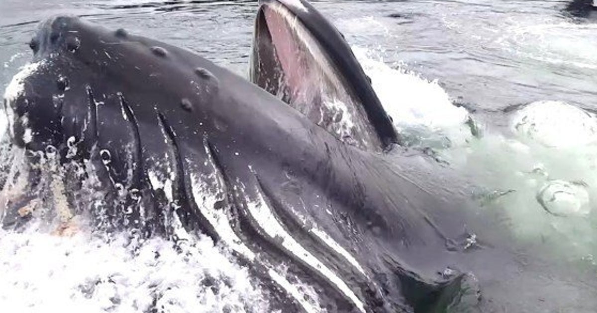 桟橋のすぐそばに現れたザトウクジラ 大口を開けて食事する様子が大迫力 ハフポスト