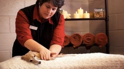 ペットのための豪華リゾートホテル（動画と画像）