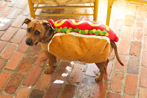 悲しさがじわじわ伝わってくる犬たちの画像集 ハフポスト Life 悲しさがじわじわ伝わってくる犬たちの画像集 ハフポスト Life
