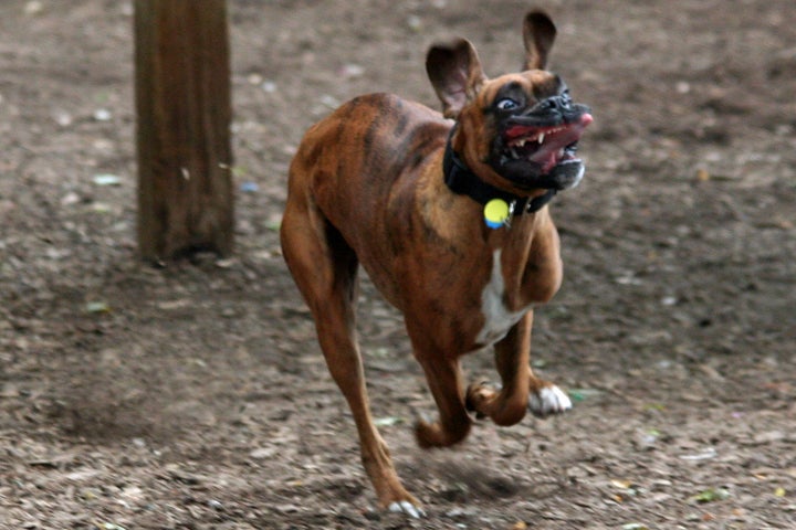 悲しさがじわじわ伝わってくる犬たちの画像集 ハフポスト Life 悲しさがじわじわ伝わってくる犬たちの画像集 ハフポスト Life