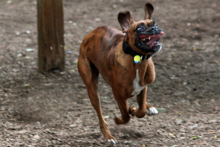 悲しさがじわじわ伝わってくる犬たちの画像集 ハフポスト Life