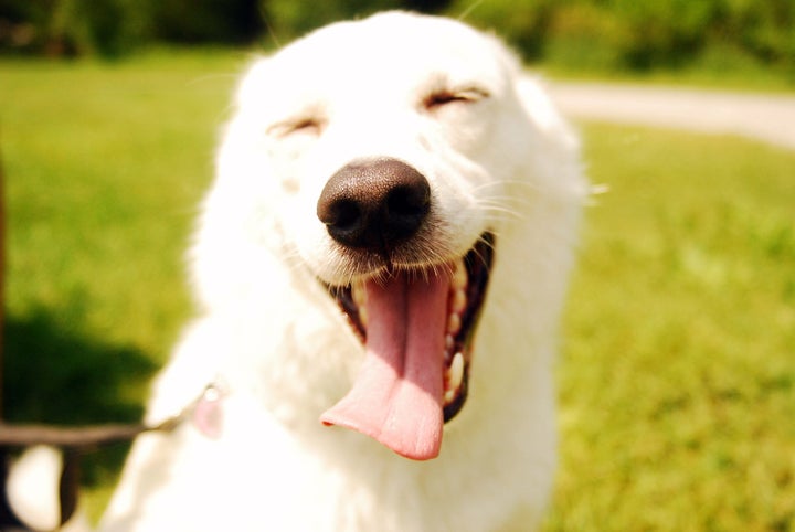 悲しさがじわじわ伝わってくる犬たちの画像集 ハフポスト Life 悲しさがじわじわ伝わってくる犬たちの画像集 ハフポスト Life