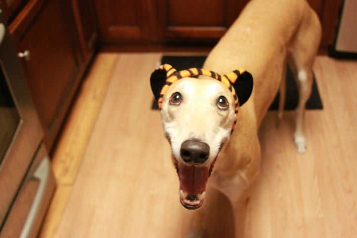 悲しさがじわじわ伝わってくる犬たちの画像集 ハフポスト Life 悲しさがじわじわ伝わってくる犬たちの画像集 ハフポスト Life
