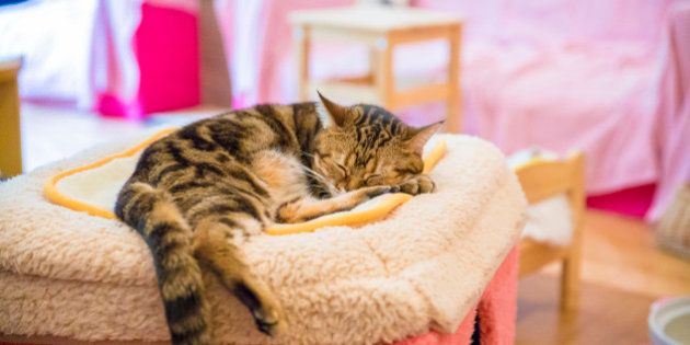 猫カフェに全国初の業務停止命令 その劣悪な環境は ハフポスト