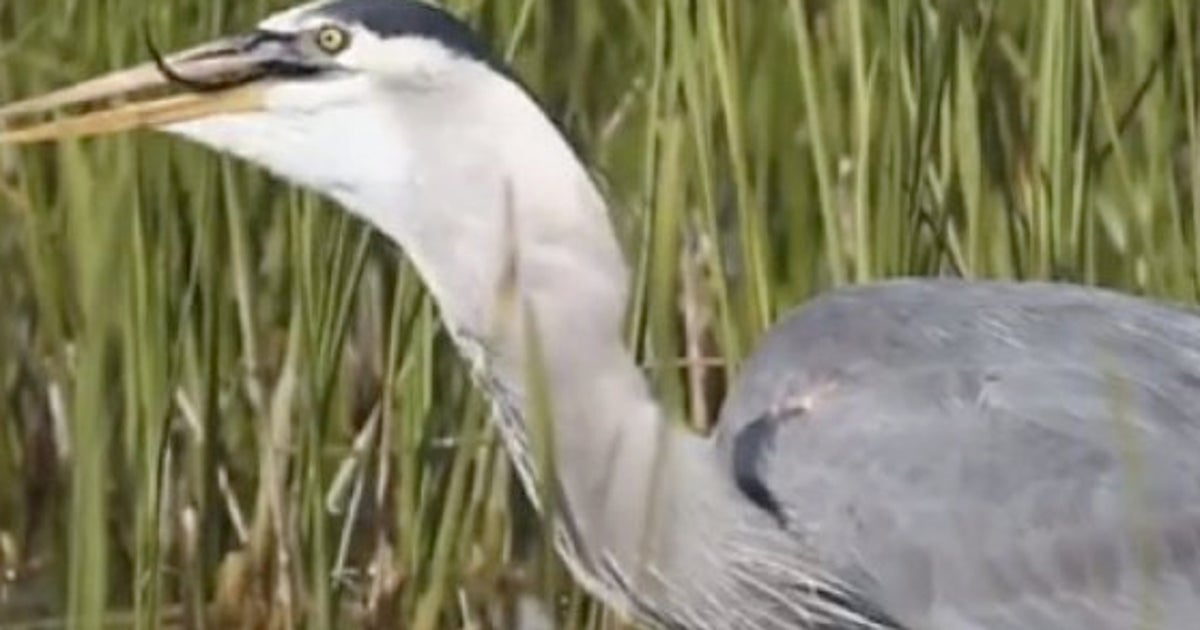 鳥がワニを一息で丸呑みした瞬間 動画 ハフポスト