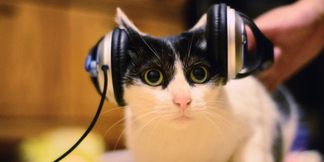 Cat listening to music, Taipei City, Taiwan.