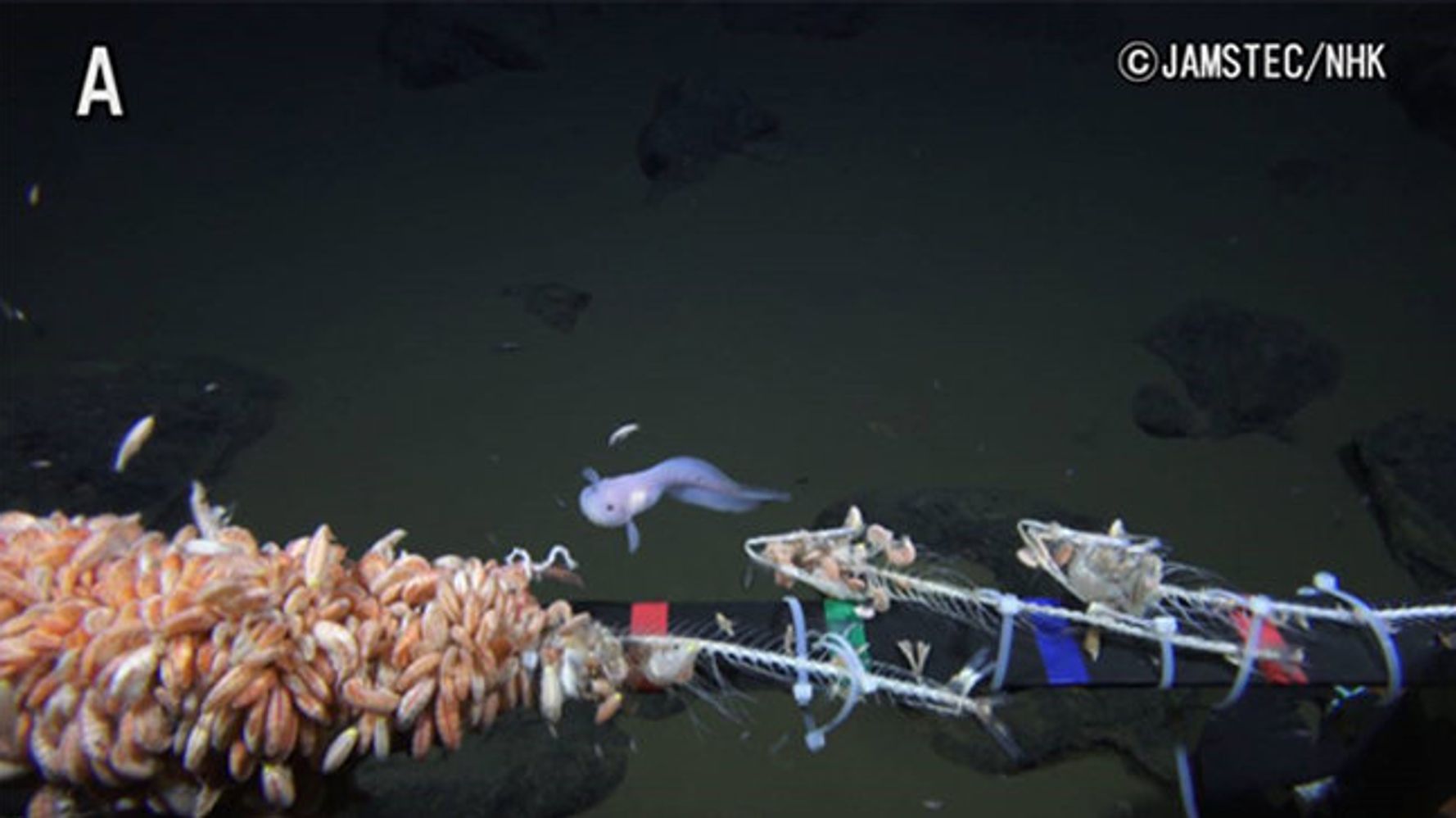 これが世界で最も深い場所で撮影された深海魚だ 動画 ハフポスト