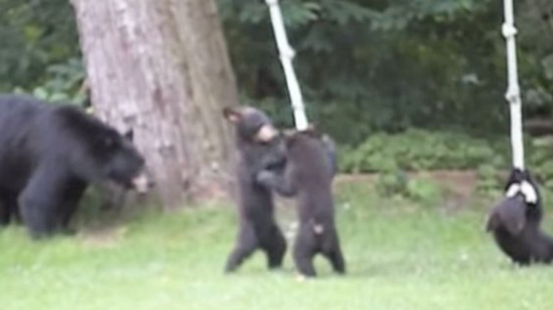 クマの親子がすっごく楽しそうにロープ遊びしてる うちの庭だけど 動画 ハフポスト Life クマの親子がすっごく楽しそうにロープ遊びしてる うちの庭だけど 動画 ハフポスト Life