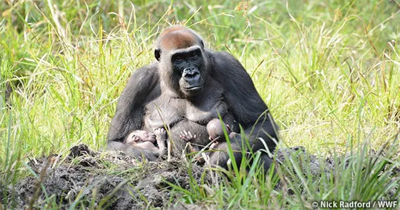 中央アフリカ共和国ザンガ・サンガ保護地域でゴリラの双子が誕生