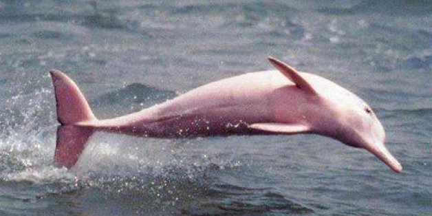 PINK Dolphin（ピンク ドルフィン）