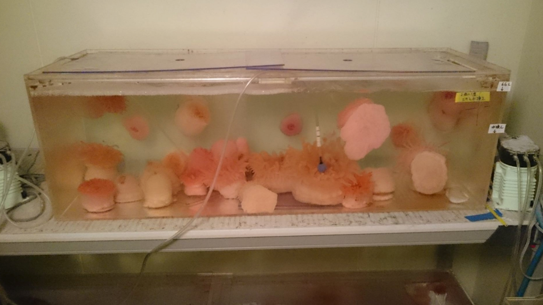 寄贈された深海生物匹が全滅 八景島シーパラダイス ハフポスト