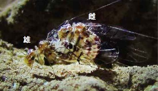 交尾状態のトリカヘチャタテの一種。昆虫の一般的な交尾とは異なり、オスの上にメスが乗りかかる姿勢で交尾する。