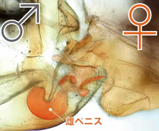 トリカヘチャタテの一種のメスのペニス状の器官(赤で着色)。先端に受精嚢の入口が 開き、ここで精子を受け取る